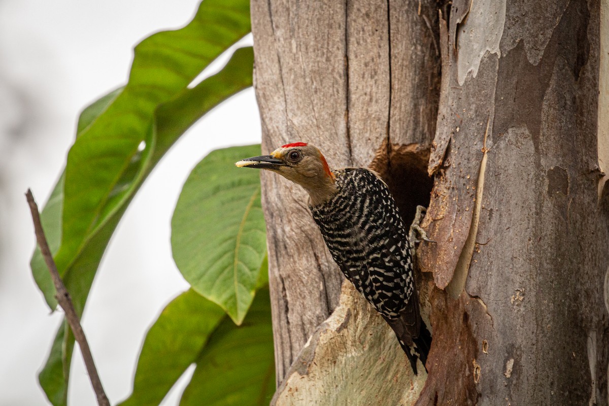 Red-crowned Woodpecker - ML618599237