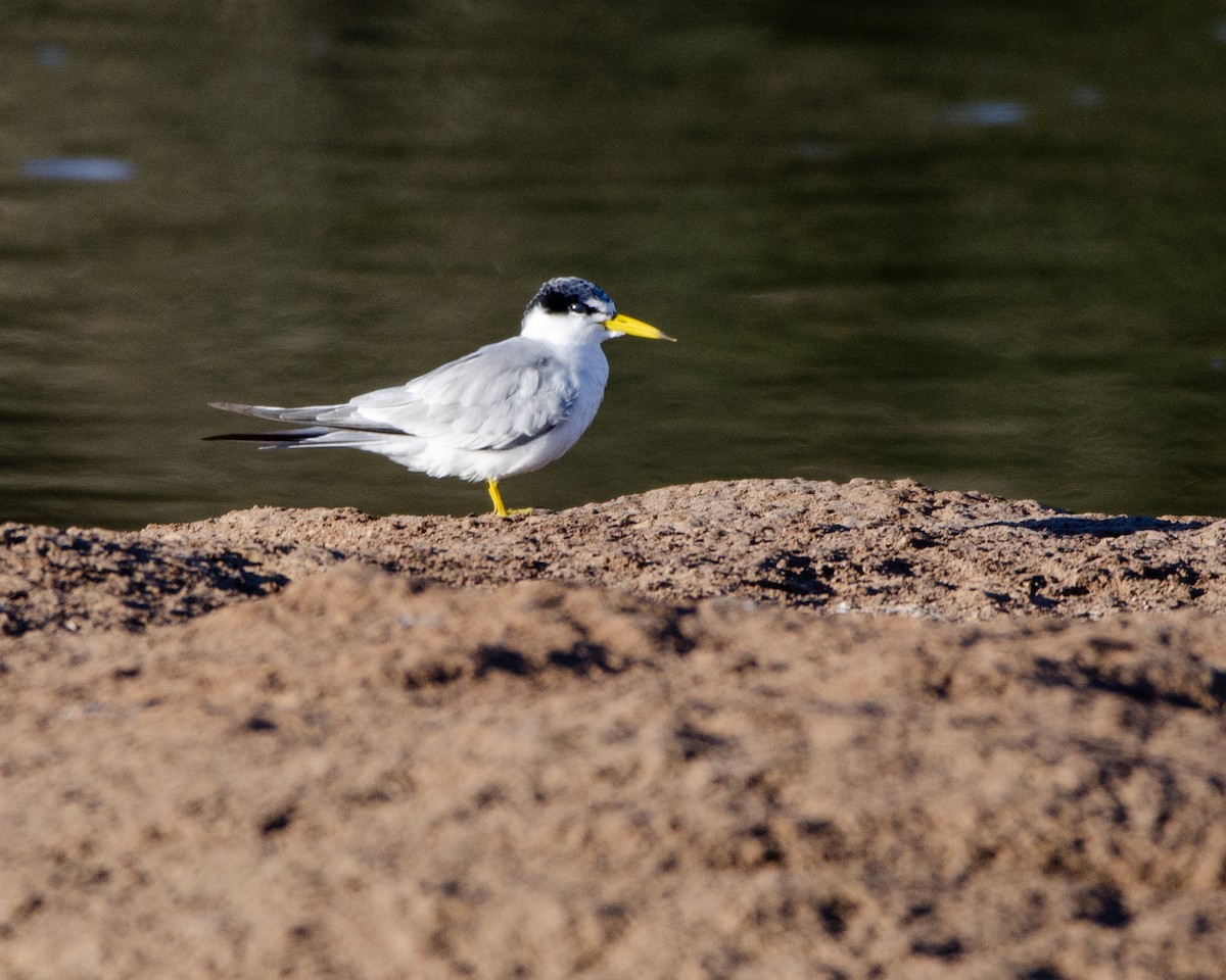 Yellow-billed Tern - ML618599246