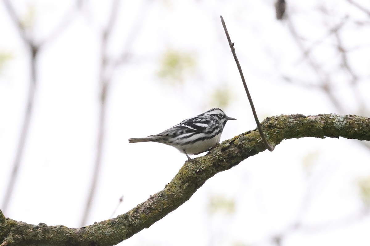 Black-and-white Warbler - ML618599248