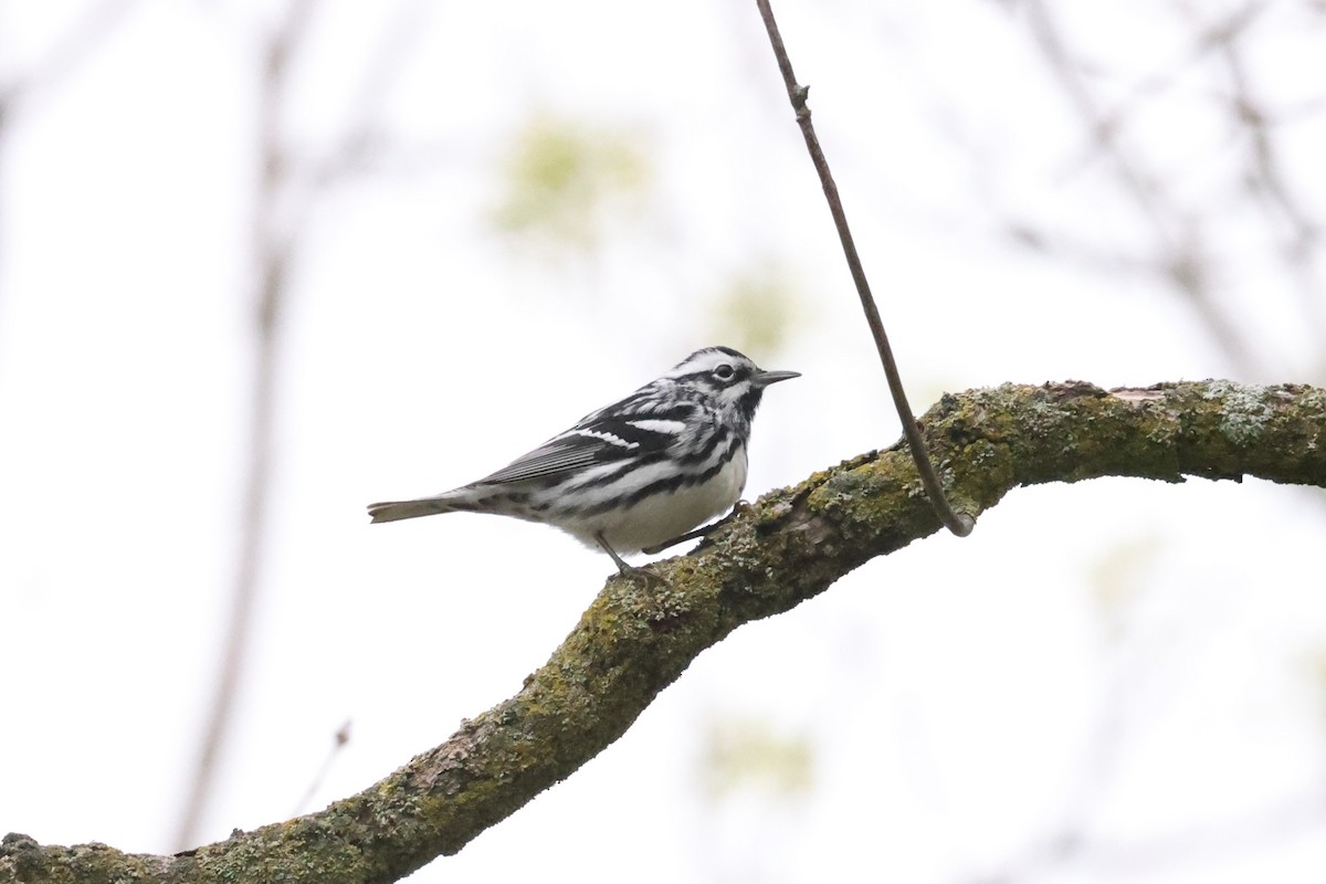 Black-and-white Warbler - ML618599249
