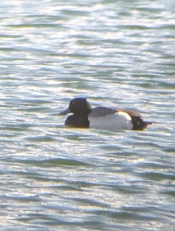 Greater Scaup - ML618599292