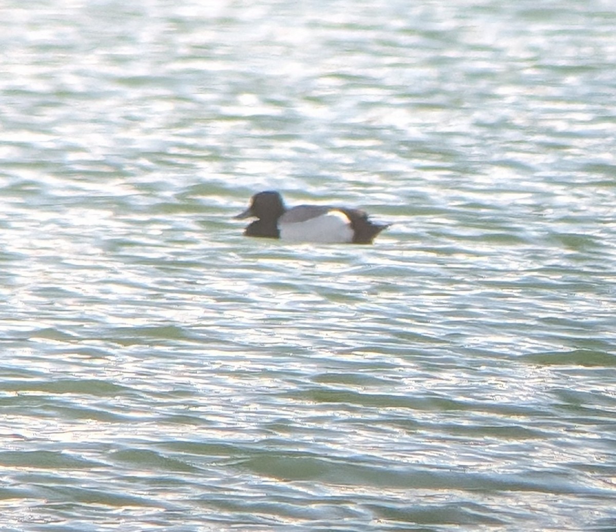 Greater Scaup - ML618599293