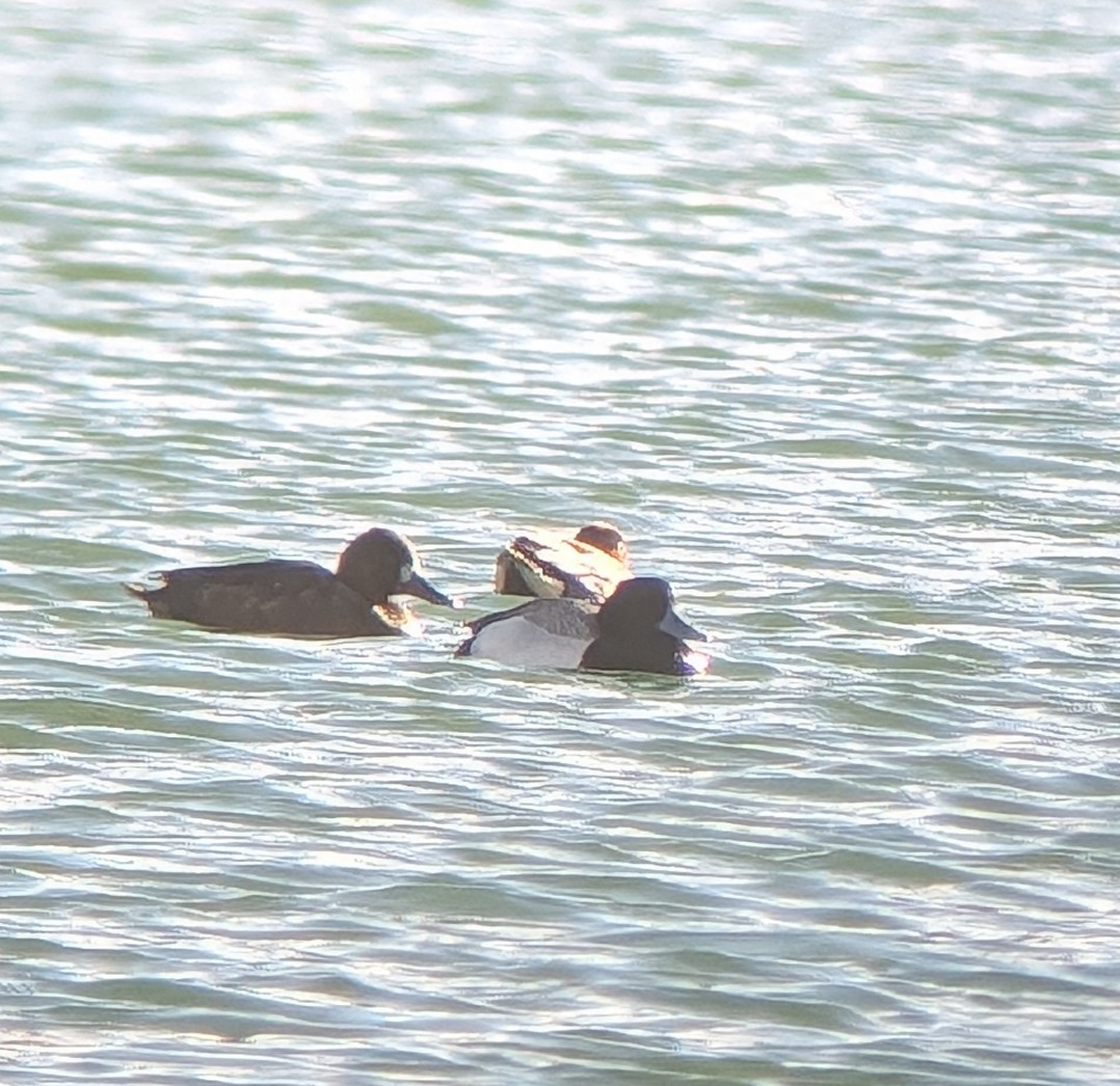 Greater Scaup - ML618599294