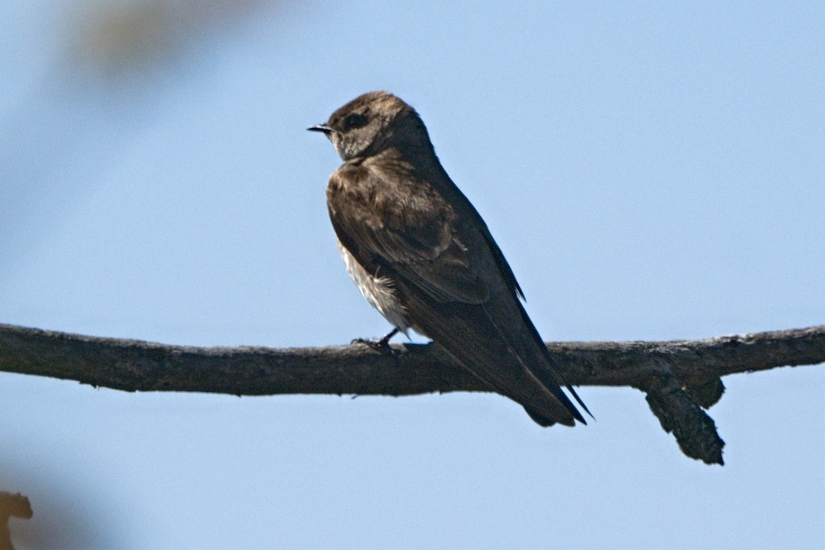 Northern Rough-winged Swallow - ML618599316