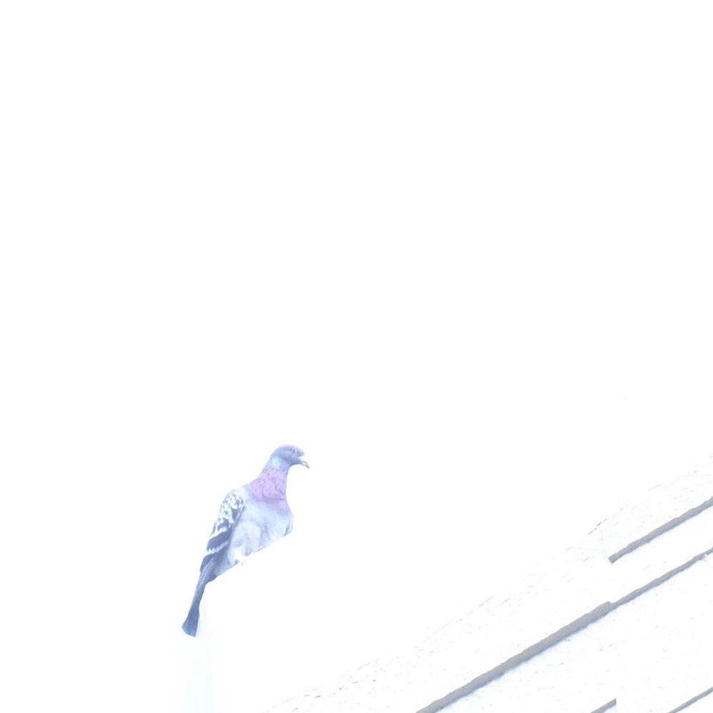 Rock Pigeon (Feral Pigeon) - ML618599317
