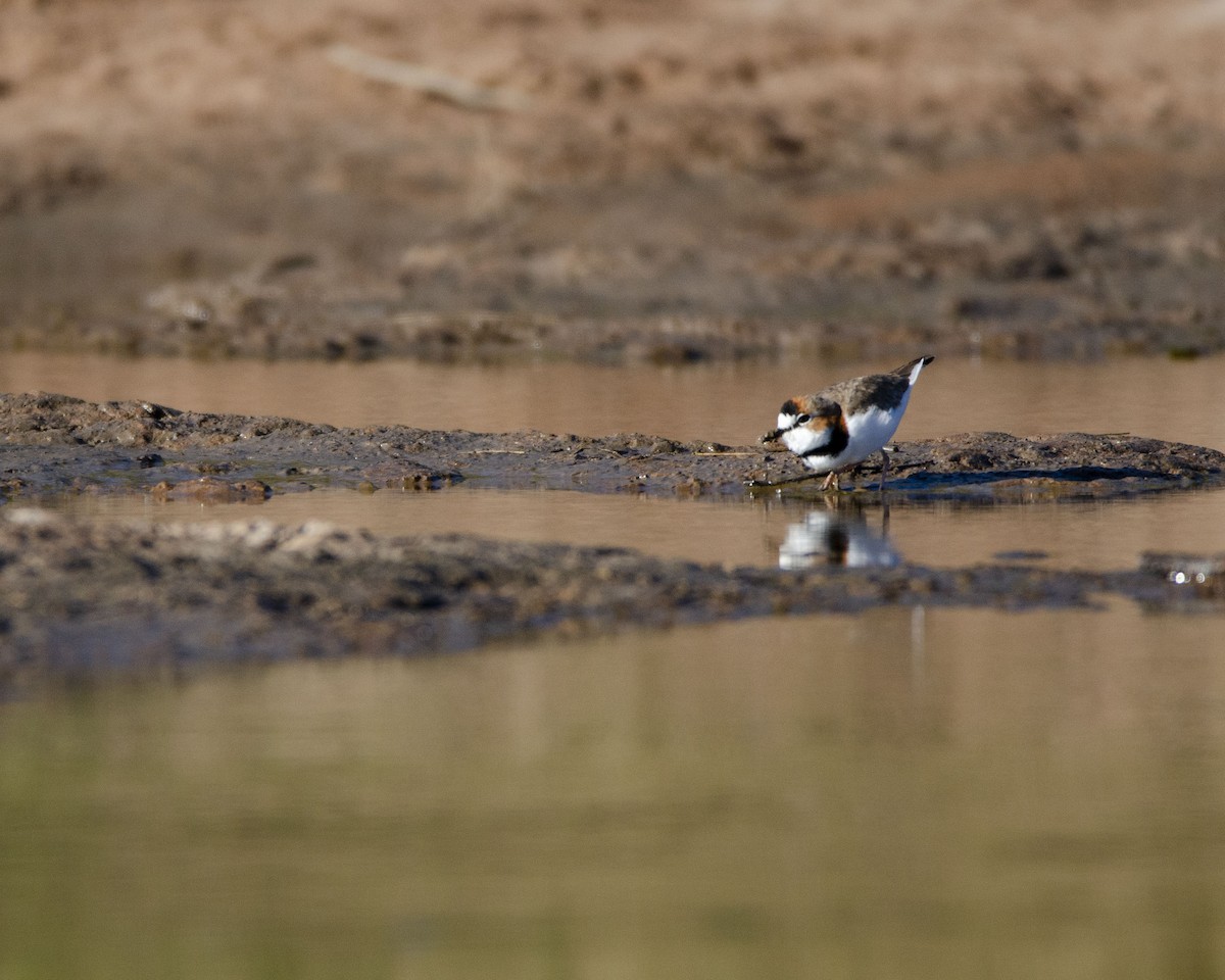 Collared Plover - ML618599346