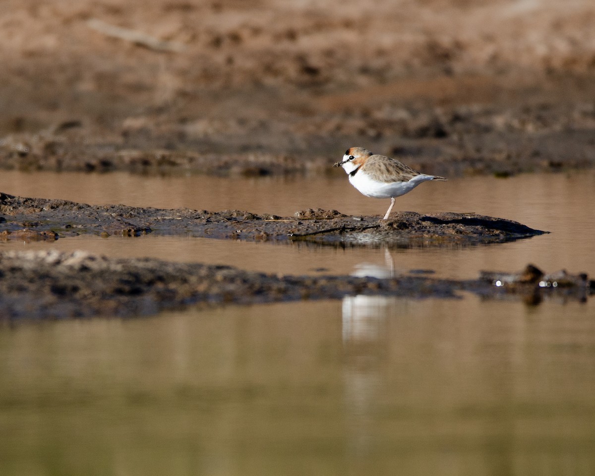 Collared Plover - ML618599348