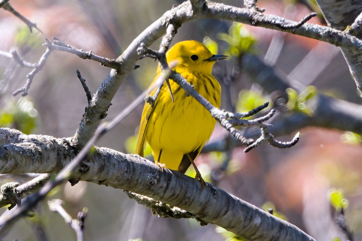 Yellow Warbler - ML618599349