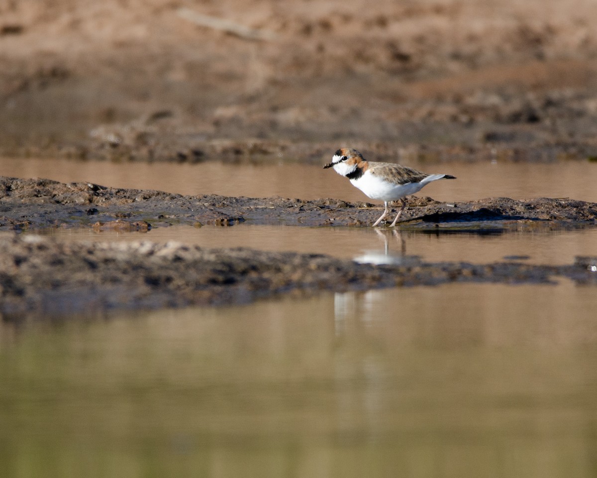 Collared Plover - ML618599350