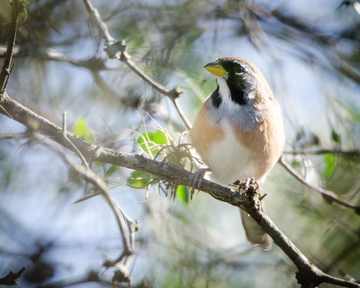 Many-colored Chaco Finch - ML618599371