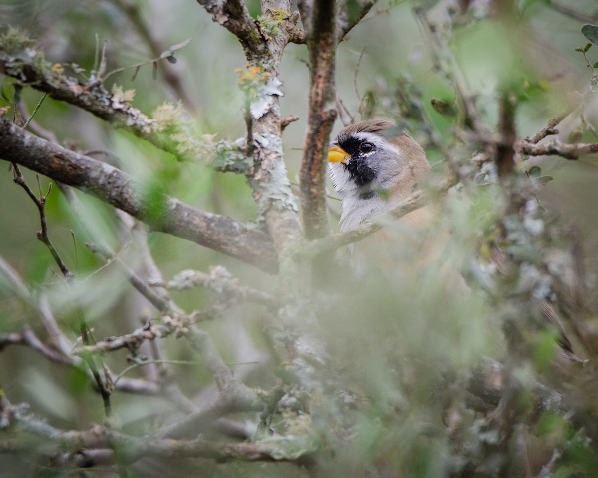 Many-colored Chaco Finch - ML618599381