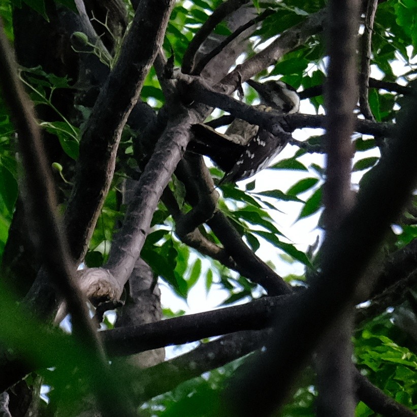 Gray-capped Pygmy Woodpecker - ML618599386