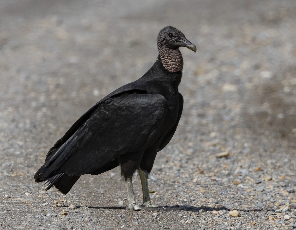 Black Vulture - ML618599388