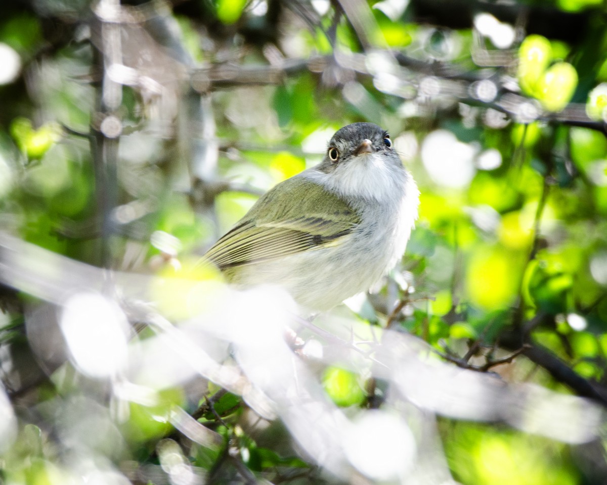 Pearly-vented Tody-Tyrant - ML618599389