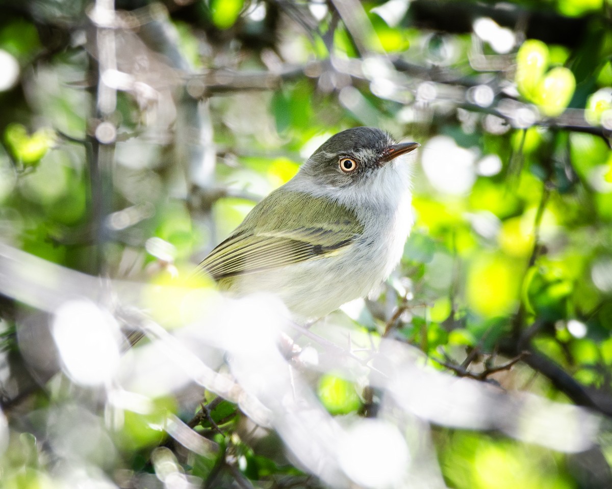 Pearly-vented Tody-Tyrant - ML618599390