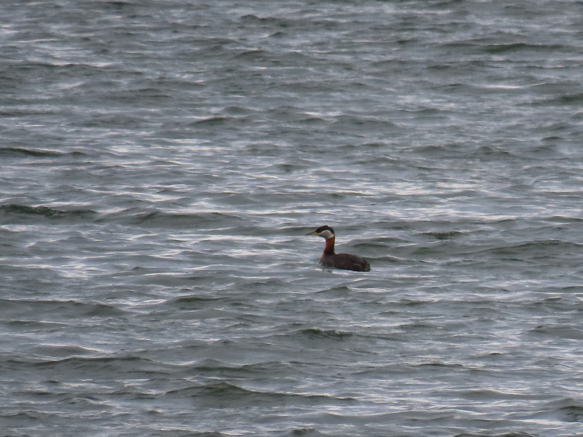 Red-necked Grebe - ML618599441