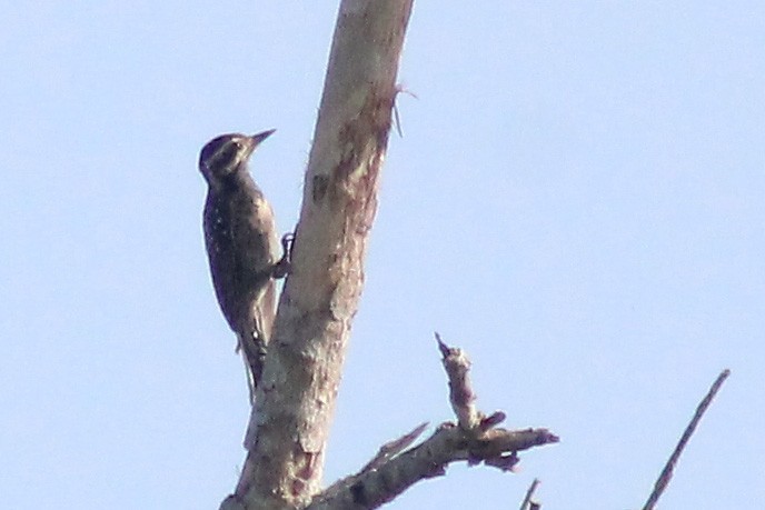 Ladder-backed Woodpecker - ML618599443