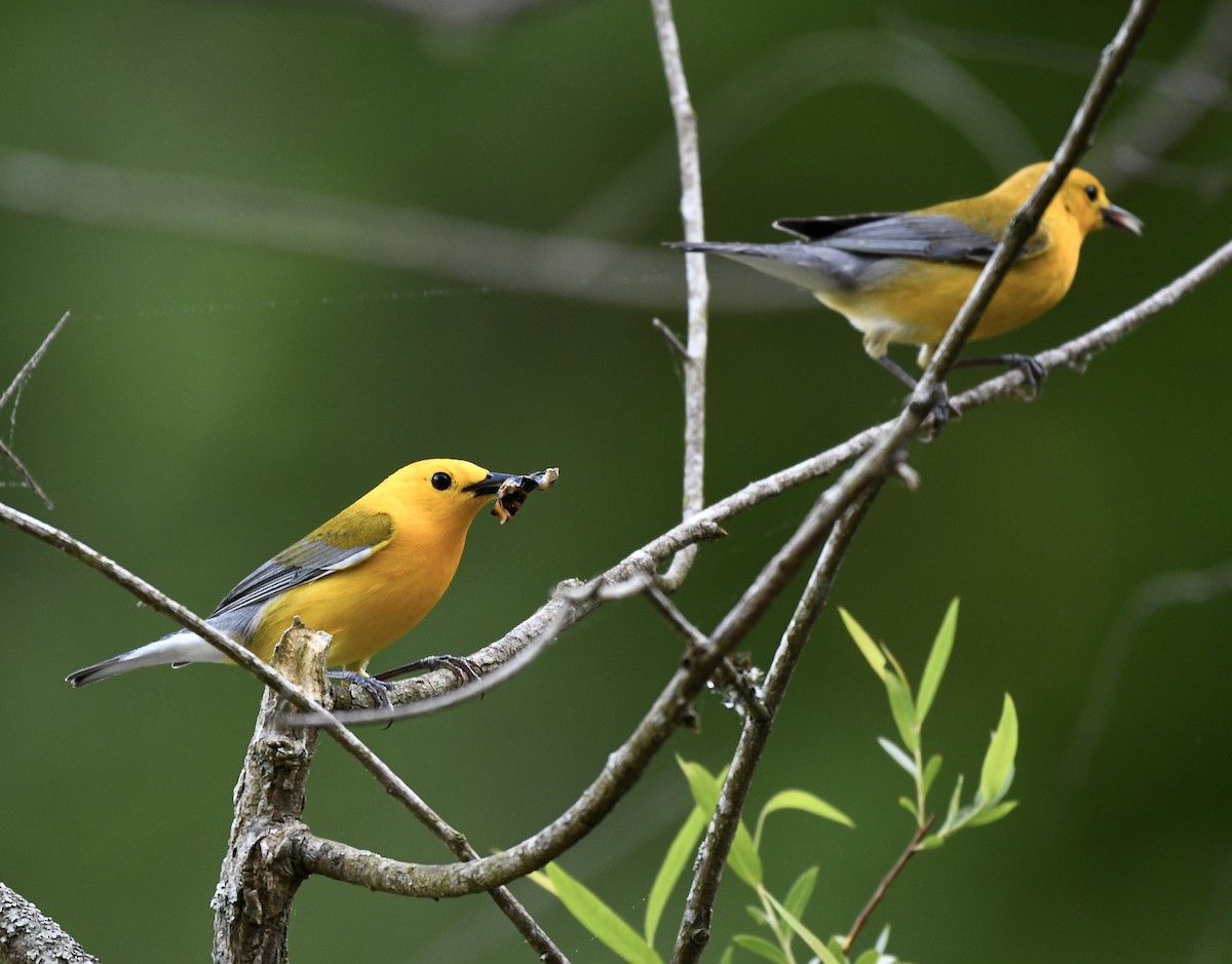 Prothonotary Warbler - ML618599492