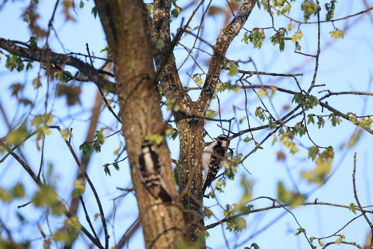 Downy Woodpecker - ML618599516