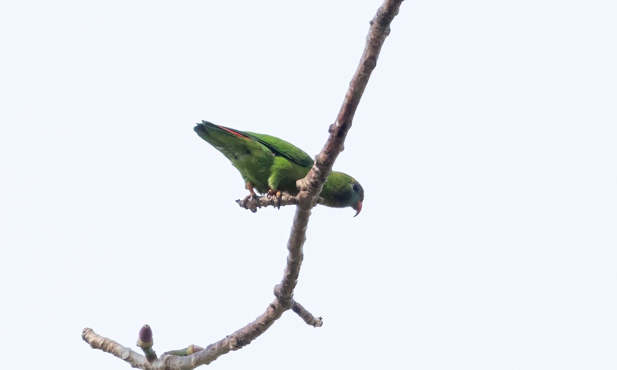 Filipin Cennet Papağanı - ML618599557