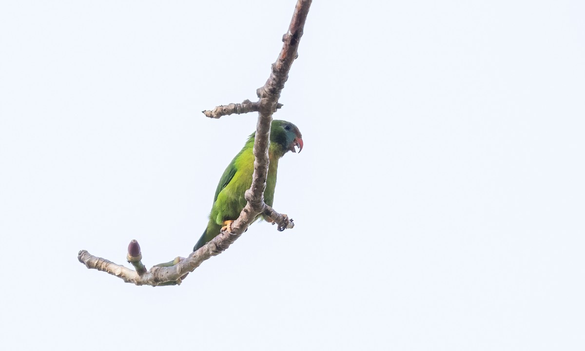 Philippine Hanging-Parrot - ML618599558