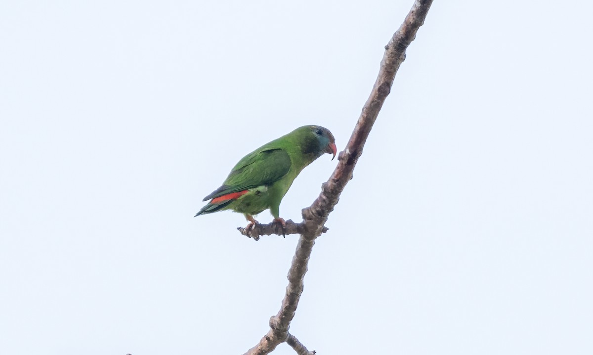 Philippine Hanging-Parrot - ML618599559