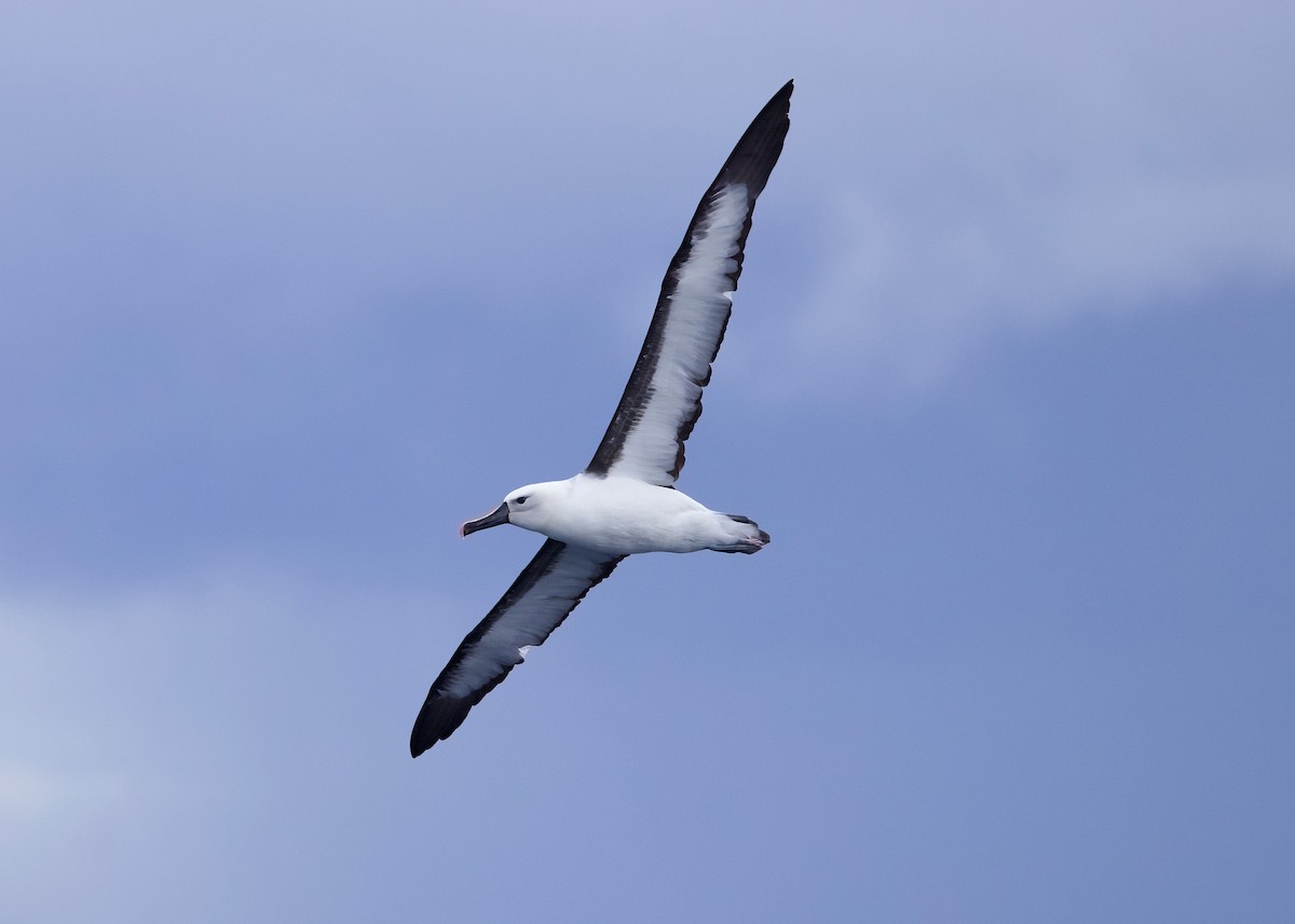 Indian Yellow-nosed Albatross - ML618599603