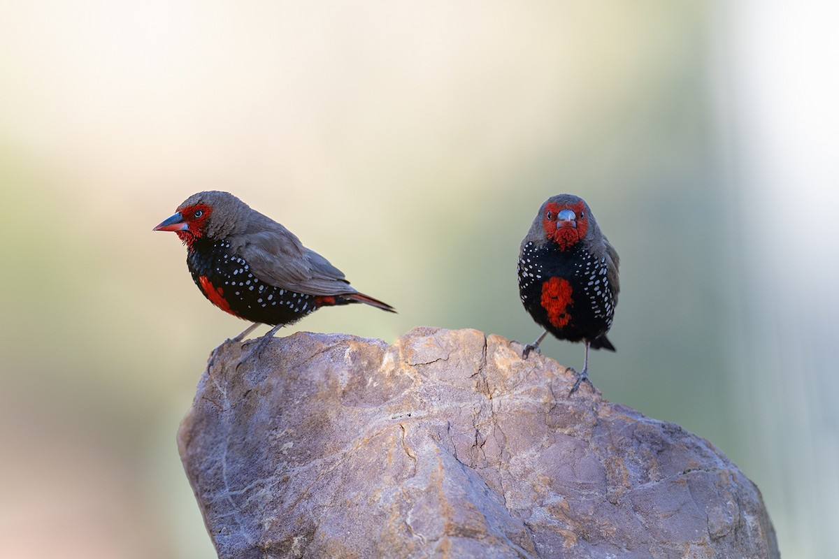 Painted Firetail - ML618599623