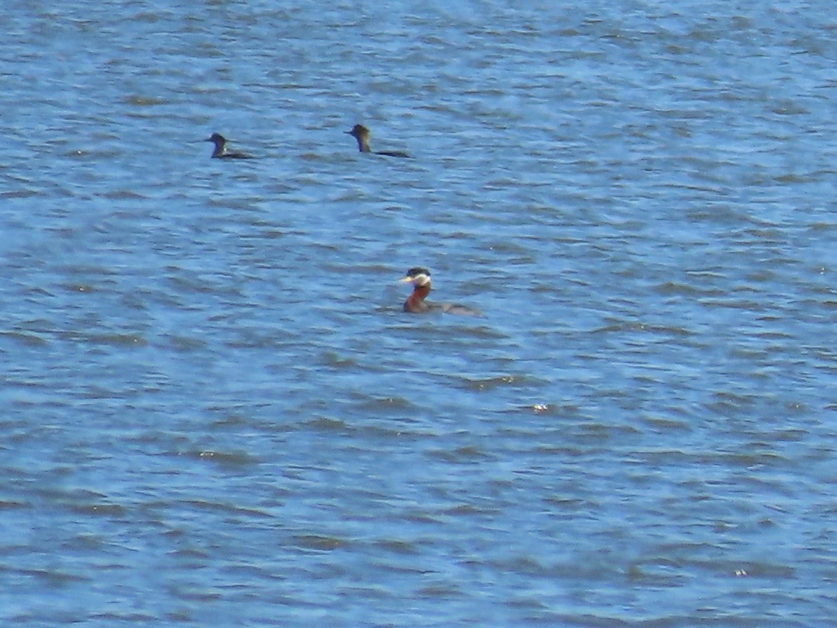 Red-necked Grebe - ML618599645