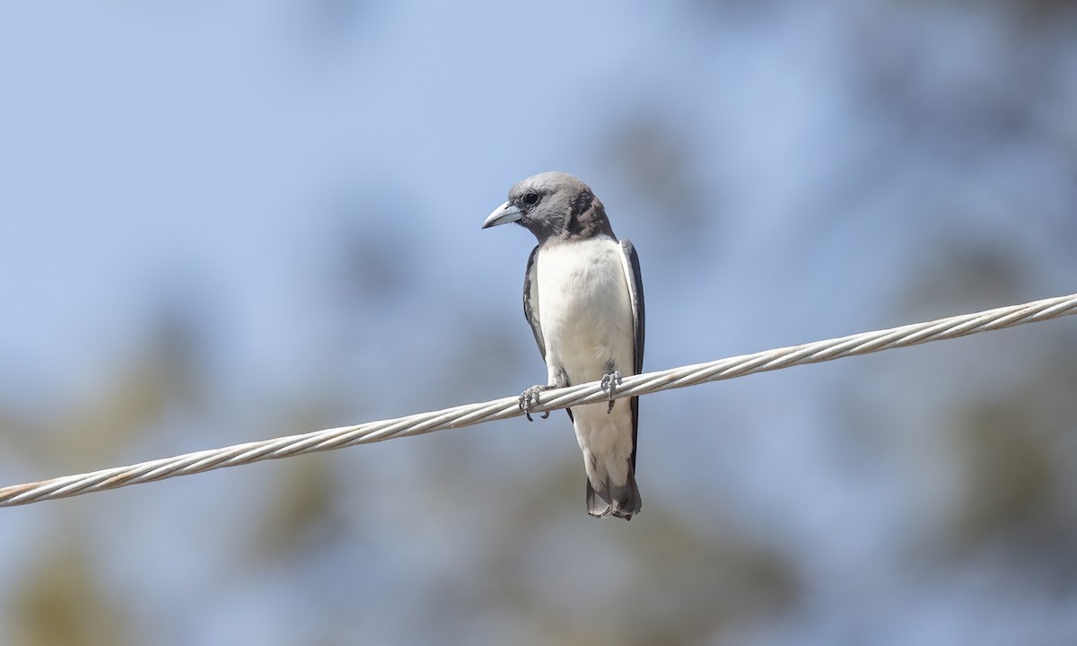 White-breasted Woodswallow - ML618599649