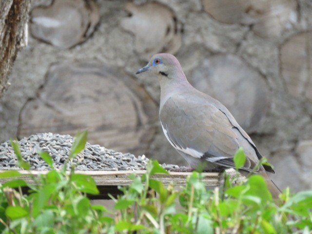 White-winged Dove - ML618599654