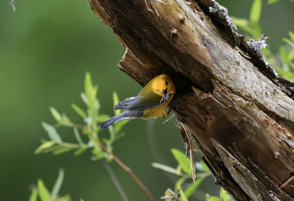 Prothonotary Warbler - ML618599655