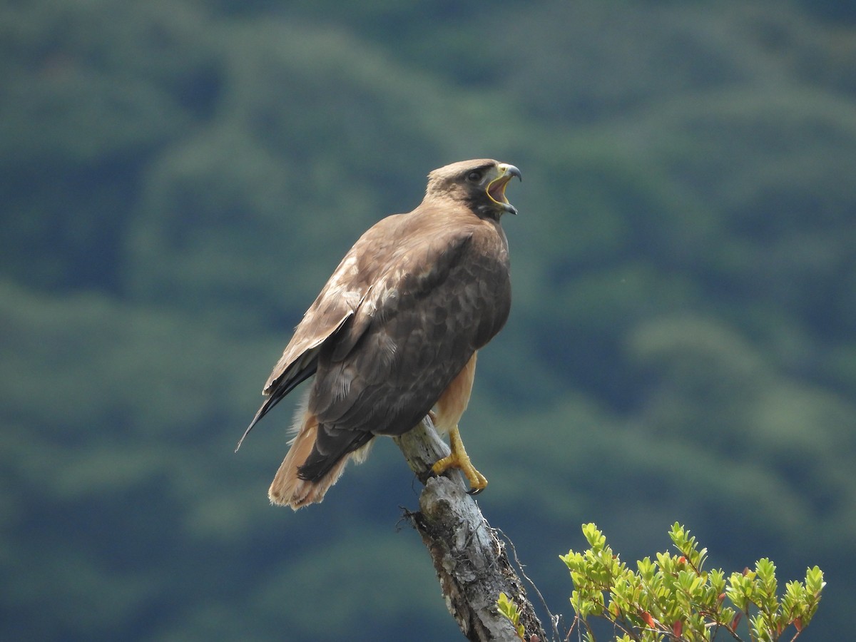 Red-tailed Hawk - ML618599661
