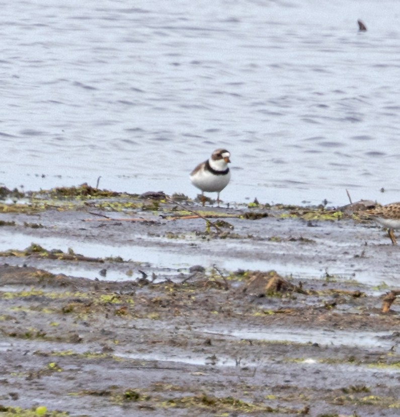 Semipalmated Plover - ML618599703