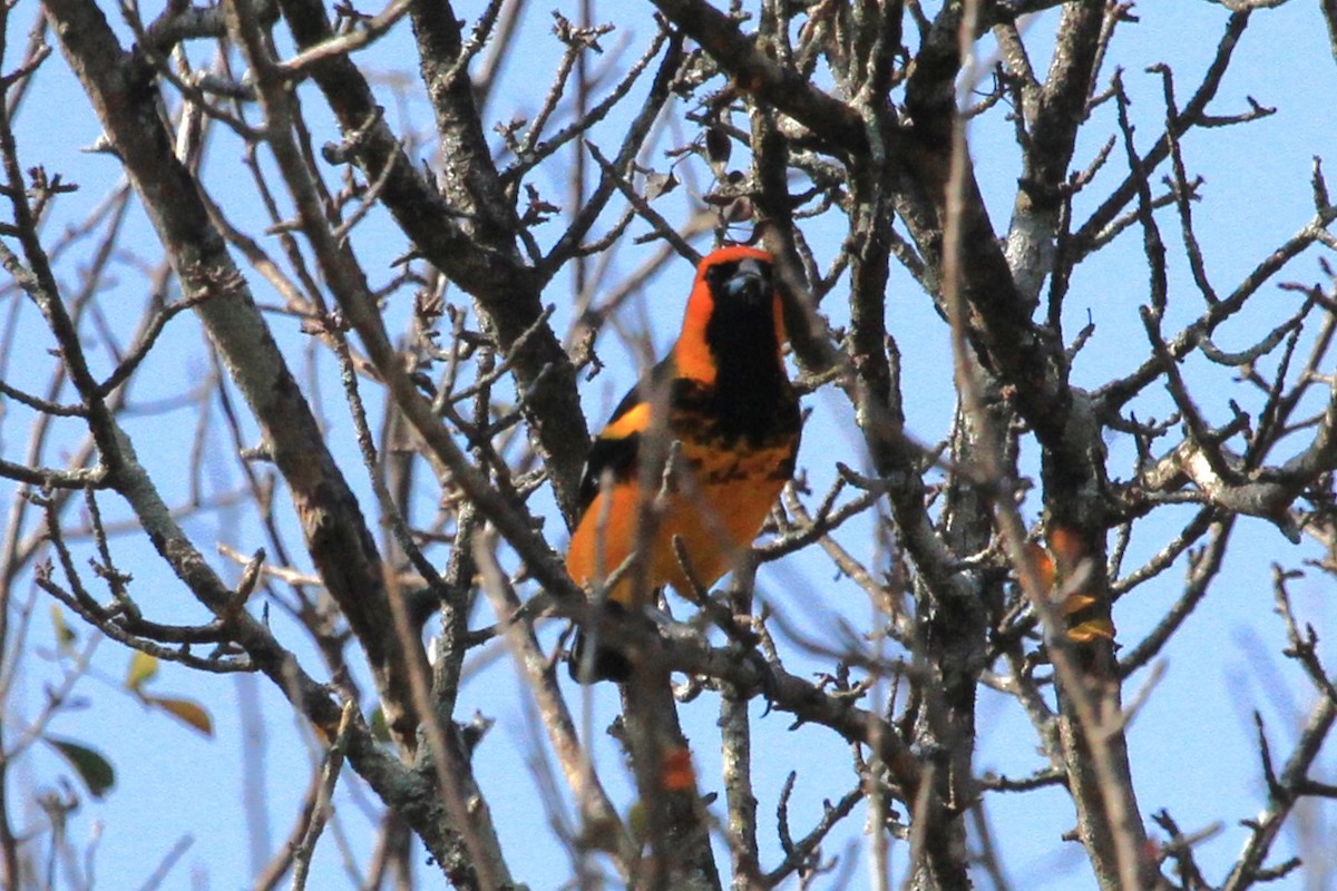 Spot-breasted Oriole - ML618599750
