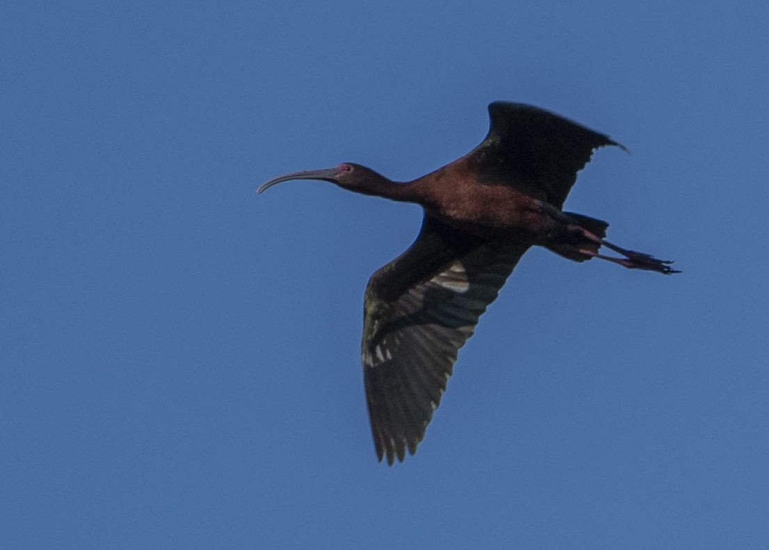 ibis americký - ML618599791
