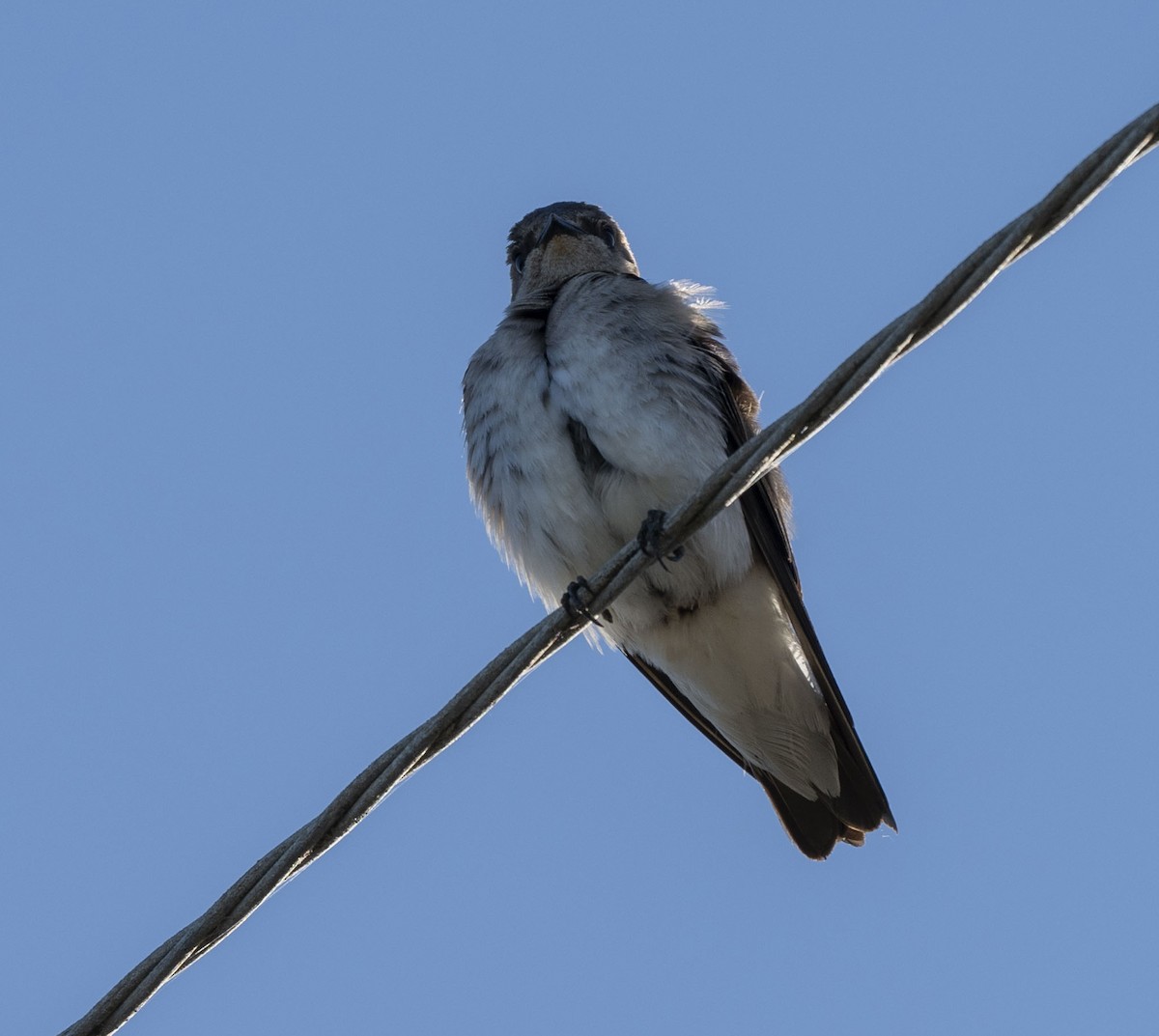Northern Rough-winged Swallow - ML618599792