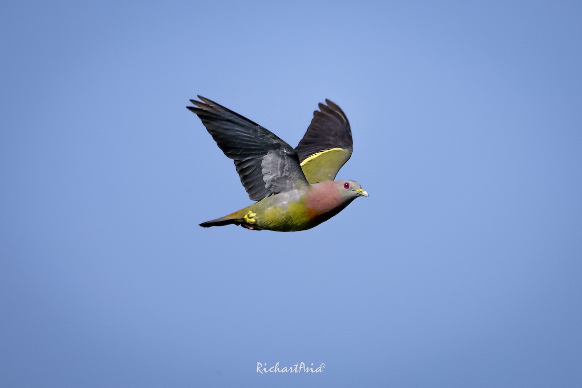 Pink-necked Green-Pigeon - ML618599812