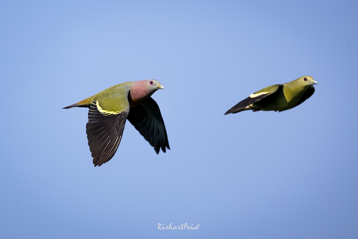Pink-necked Green-Pigeon - ML618599813
