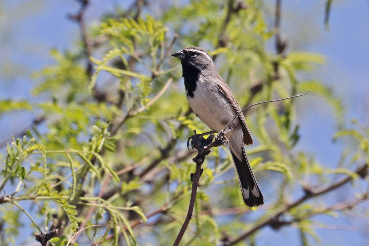 Black-throated Sparrow - ML618599833