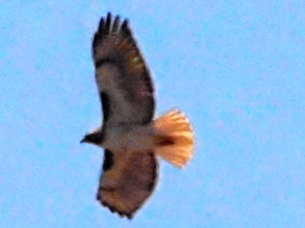 Red-tailed Hawk - ML618599840