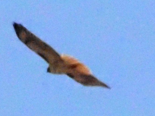 Red-tailed Hawk - ML618599841