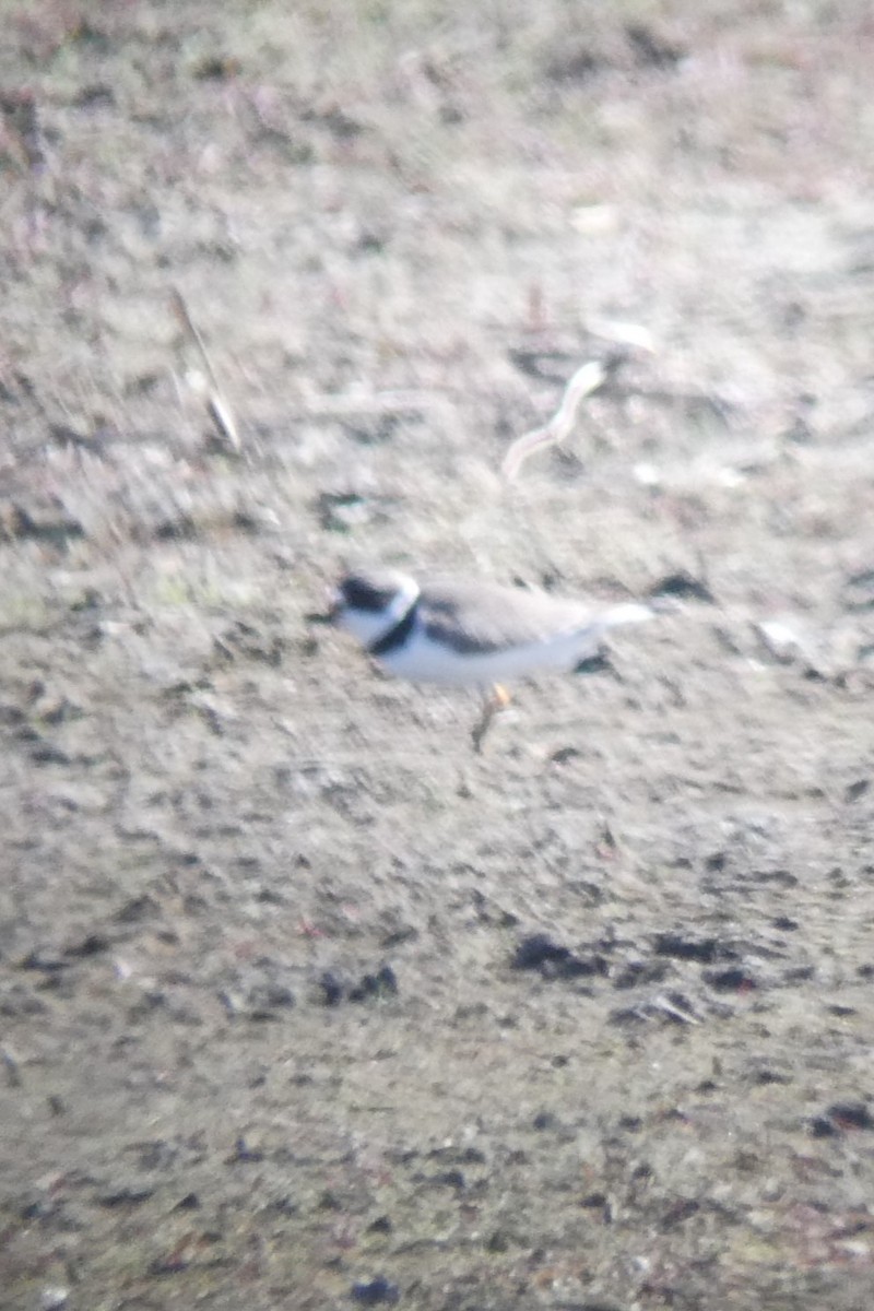 Semipalmated Plover - ML618599853