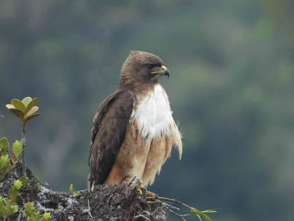 Red-tailed Hawk - ML618599858
