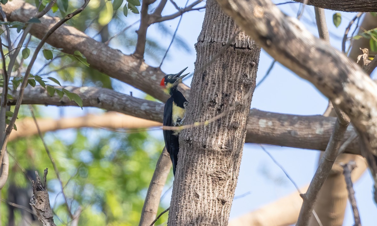 White-bellied Woodpecker - ML618599883