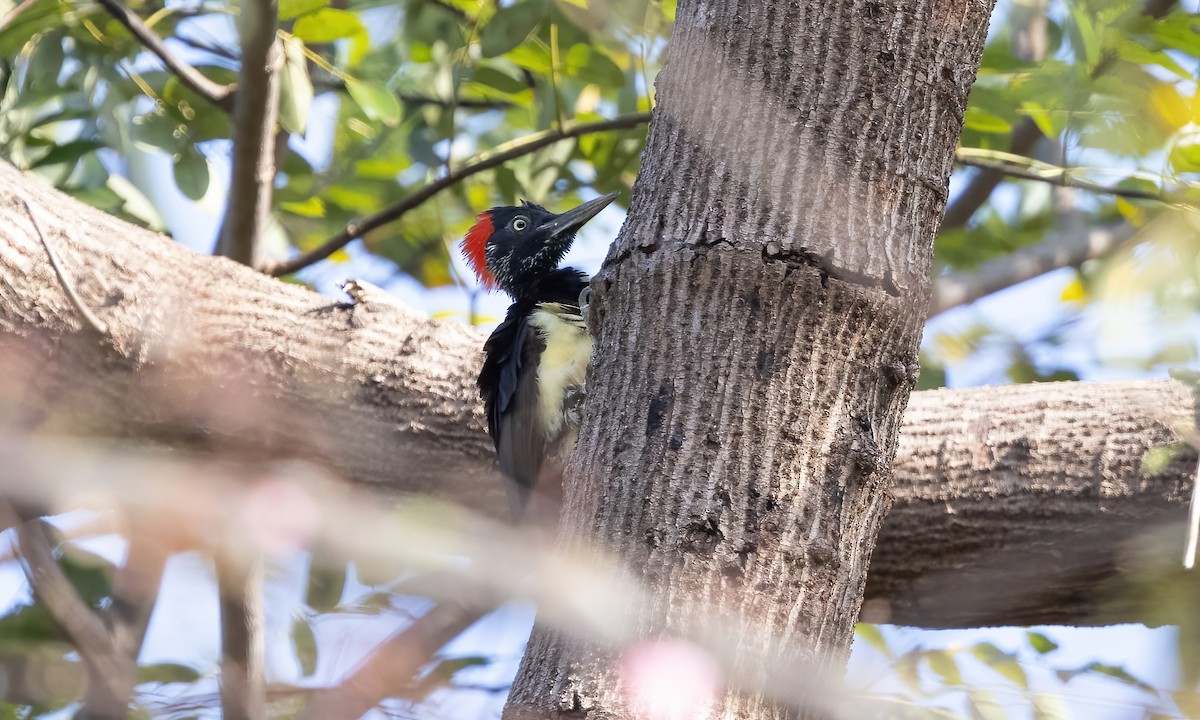 White-bellied Woodpecker - ML618599884