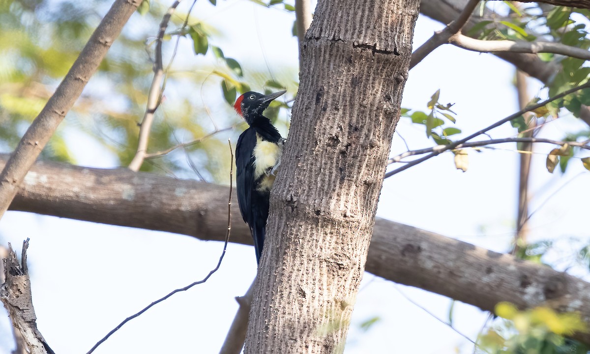 White-bellied Woodpecker - ML618599885
