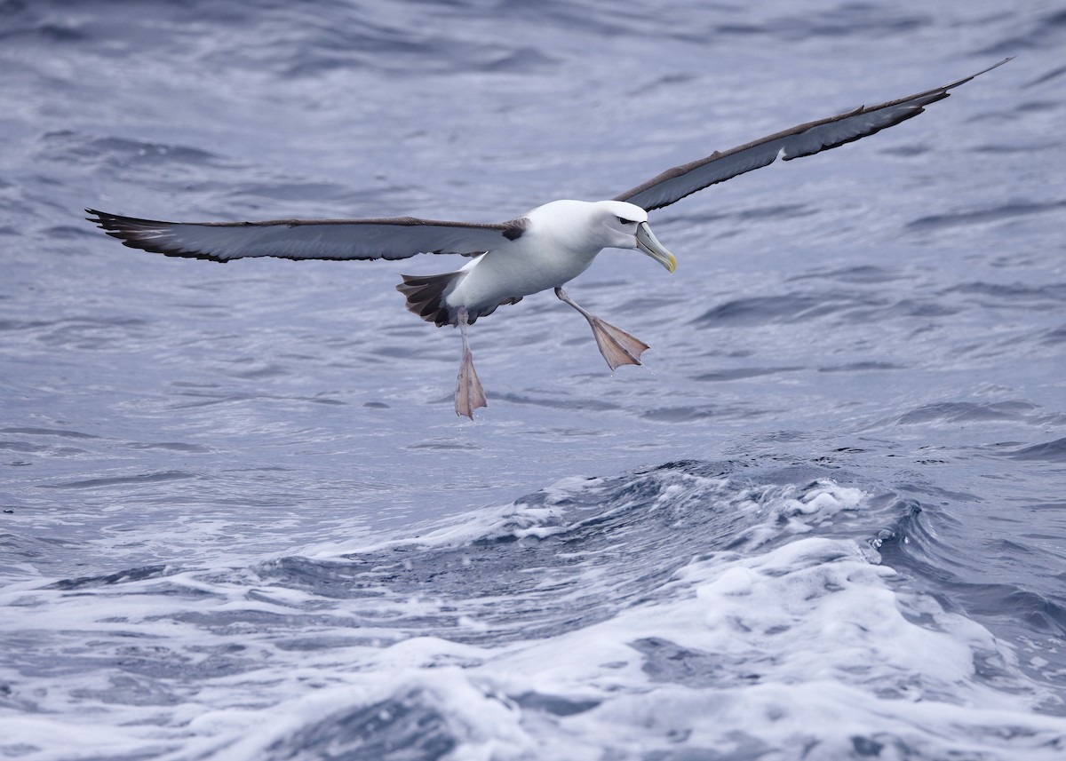 White-capped Albatross - ML618599892