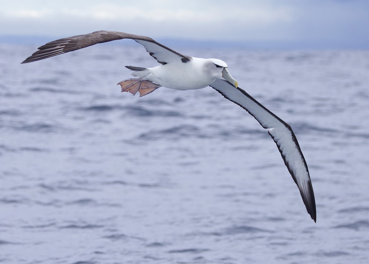 White-capped Albatross - ML618599893