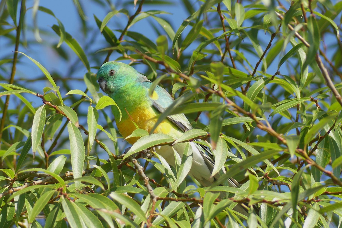 Red-rumped Parrot - Ray Turnbull
